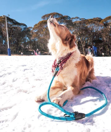 NAVIGATOR Dog Leash